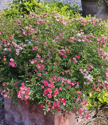 Produktbild von BALDUR Garten 1x Lilly Rose® Wonder5, Pflanze im 12 cm-Topf, winterhart, robust, kompakt, blüht von Sommer bis Herbst, unglaubliches Blütenmeer, ideal für Kübel, Kästen und Beete