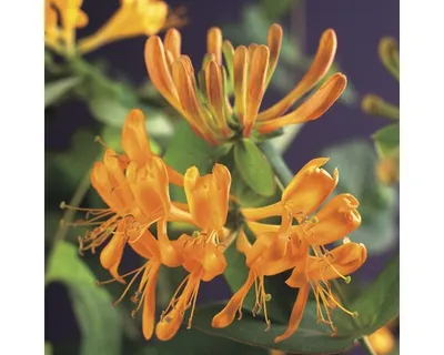 Obrázek produktu pro Zimolez FloraSelf Lonicera tellmanniana 50-70 cm květináč 2,3 l