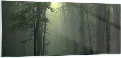 Produktbild von Bilder auf glas - Wald Nebel Baum - 100x40cm - Glasbilder - Wandbilder - Kunstdruck - zum Aufhängen bereit - Wanddekoration aus Glas - Glas Bilder - Wandbild auf Glas - Einteilig - GAB100x40-3543