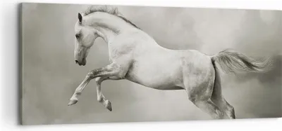 Produktbild von Bild auf Leinwand - Leinwandbild - Pferd Tier - 120x50cm - Wand Bild - Wanddeko - Wandbilder - Leinwanddruck - Bilder - Kunstdruck - Wanddekoration - Leinwand bilder - Wandkunst - AB120x50-3542
