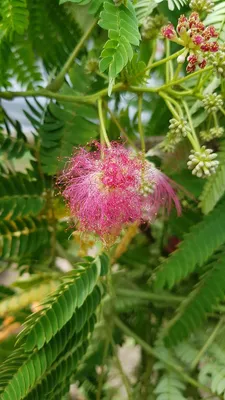 Image de Albizia julibrissin OMBRELLA® 'Boubri' / Arbre à soie rose