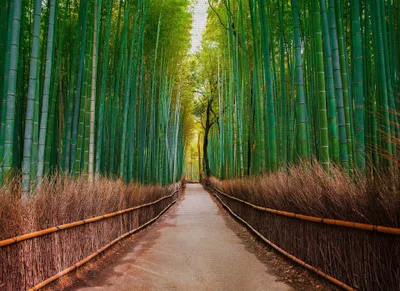 Produktbild von Bambus Fototapete grün braun | Wellness und Flur Fototapete mit Bambuswald | Asiatische Tapete mit Weg in Wald ideal für