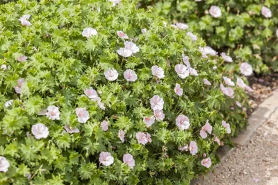 Produktbild von Geranium sanguineum 'Apfelblüte', Storchschnabel, rosa, ca. 9x9 cm Topf
