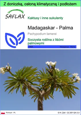 Zdjęcie produktu dla SAFLAX - Garden to go - Madagaskar - Palma - 10 Nasiona - Z doniczką, pokrywą klimatyczną i podłożem do uprawy - Pachypodium lamerei