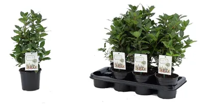 Produktbild von echter Gewürzlorbeer - Laurus nobilis 40 cm Busch
