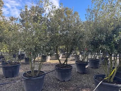 Produktbild von Sunny Tree - Quercus Ilex Multistamm 250 cm Steineiche – immergrün winterhart -18°C
