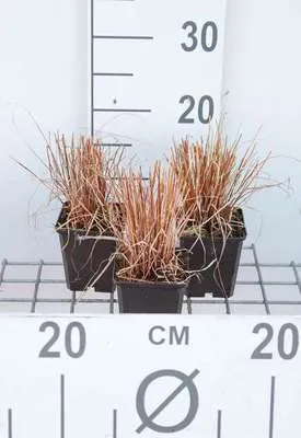 Obrázok produktu pre 6 x Carex ako. 'Phoenix Green' - Segge - Topf 9 x 9 cm