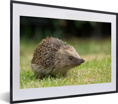 Produktbild von MuchoWow® MuchoWow® Gerahmtes Poster Igel im Garten 40x30 cm - Poster mit zchwarzem Bilderrahmen - Bilderrahmen - Poster im Rahmen