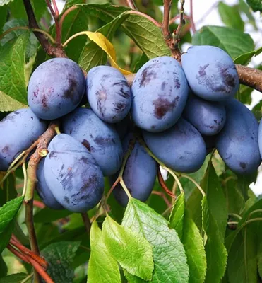 Produktbild von Pflaumenbaum ´JOFELA®´ Unterlage Myrobalan, wurzelnackt