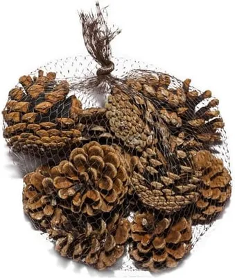 Produktbild von Kiefernzapfen - natur - 200g im Netz - ca. 5 - 7 cm