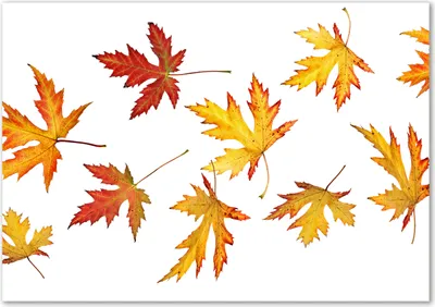 Produktbild von Tulup® Glas-Bild - 100 x 70 - Wandbild aus Glas - Wandkunst - Wandbild hinter gehärtetem Sicherheitsglas - Blumen & Pflanzen - Herbstlaub - Gelb
