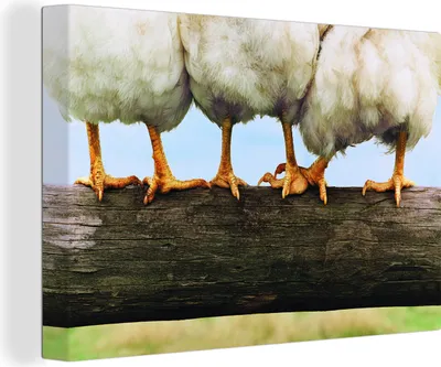 Produktbild von OneMillionCanvasses® - Leinwandbilder - 140x90 cm, Foto Hühnerbeine drucken, Wandbilder Kunstdruck Wanddekoration - Foto auf Leinwand - Gemälde auf Holzrahmen