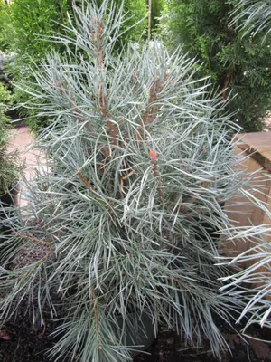 Produktbild von Pinus sylvestris Glauca - Blaue Waldkiefer - Blaue Bergföhre - 40-60cm