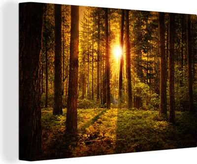 Produktbild von OneMillionCanvasses® - Leinwandbilder - 150x100 cm, Wald - Sonne - Bäume - Natur - Sonnenuntergang, Wandbilder Kunstdruck Wanddekoration - Foto auf Leinwand - Gemälde auf Holzrahmen