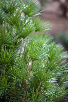 Produktbild von Sciadopitys verticillata, Japanische Schirmtanne, 30–40 cm