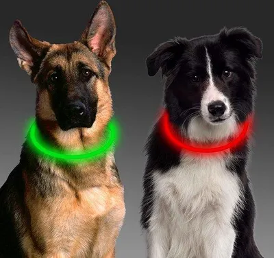 Produktbild von Hundeleine mit Licht - Leinenlampe für Hundeausgang - Hundeleinwandlampe