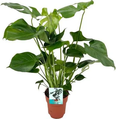 Produktbild von Monstera Deliciosa Köstliches Fensterblatt Zimmerpflanze Ø19cm x 60cm Deko