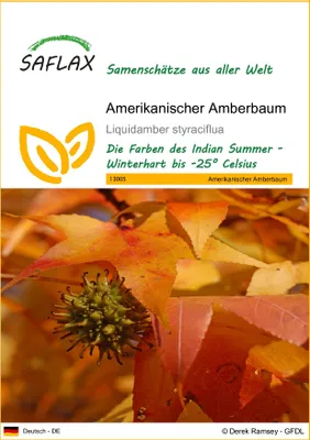 Produktbild von SAFLAX - Amerikanischer Amberbaum - 100 Samen - Liquidamber styraciflua