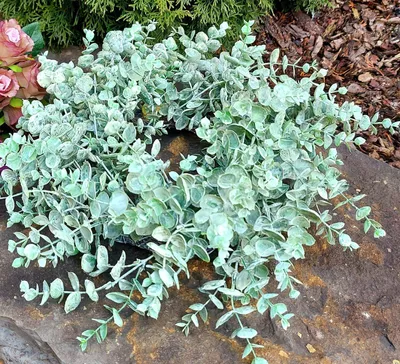 Produktbild von artplants.de Deko Eukalyptus Kranz JULERTE, grün-grau, Ø40cm - Kunstkranz Eukalyptus