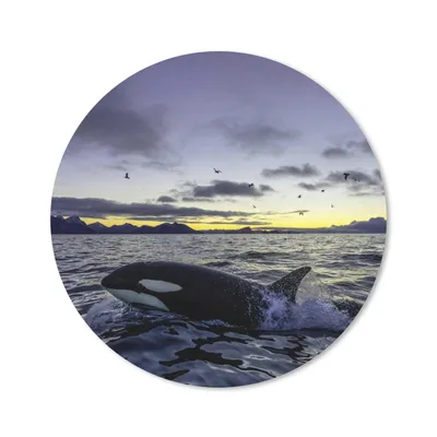 Produktbild von MuchoWow® Mauspad Mousepad Orca bei Sonnenaufgang 40x40 cm - Mousepads - Maus Mat - Pad - Mausunterlage - Schreibtisch Accessoires