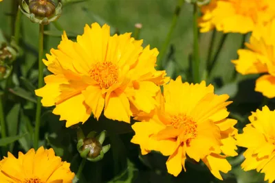 Zdjęcie produktu dla Coreopsis grandiflora 'Sunray', dziewczęce oko, żółta, doniczka ok. 9x9 cm