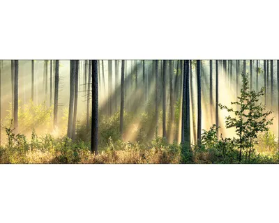 Produktbild von Leinwandbild In The Forest I 77x27 cm