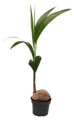 Obrázek produktu pro Pravá kokosová palma – Cocos nucifera – s pravým kokosovým ořechem – v květináči o průměru 19 cm – výška cca 100 cm