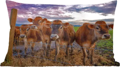 Produktbild von MuchoWow® Zierkissen Sofakissen Wohnzimmer Dekokissen 60x40 cm Kuh - Tiere - Kühe - Kopfkissen - Polster mit Foto