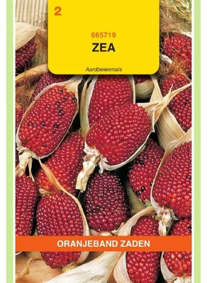 Productafbeelding van Oranjebloem Zea gracillima - Aardbeienmais - 1 zakje zaden