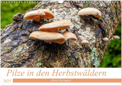 Produktbild von Pilze in den Herbstwäldern (Wandkalender 2025 DIN A3 quer), CALVENDO Monatskalender