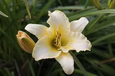 Produktbild von 6 x  Hemerocallis hybr. 'Gentle Shepherd' - taglilie - Topf 9 x 9 cm