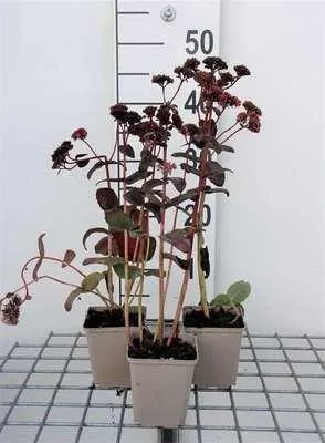 Produktbild von 6 x  Sedum hybr. 'Purple Emperor' - Fettblatt - Topf 9 x 9 cm