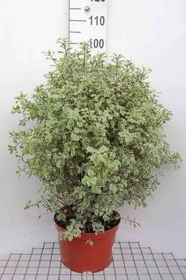 Zdjęcie produktu dla Pittosporum ten. 'Variegatum' - Australischer Lorbeer 60-80 cm - Pojemnik