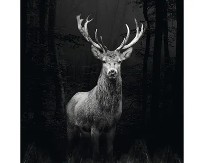 Produktbild von Giclée Leinwandbild Deer 100x100 cm
