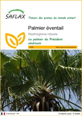 Image de SAFLAX  - Palmier éventail - 12 graines - Washingtonia