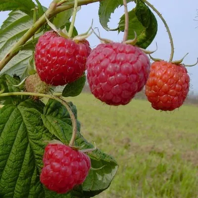 Produktbild von Himbo-Star (S) Himbeere herbsttragende Himbeerpflanze lange Reifezeit 60-100 cm 2 Liter Topf