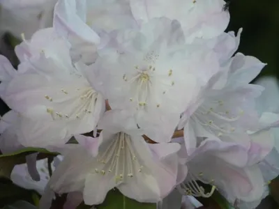 Produktbild von Wild Rhododendron / Alpenrose - Rhododendron metternichii - 30-40cm