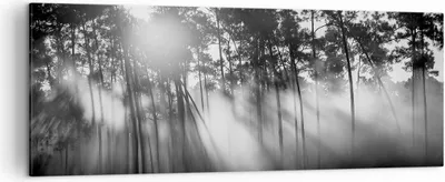 Produktbild von Bild auf Leinwand - Leinwandbild - Einteilig - Wald Kiefer Sonne - 140x50cm - Wand Bild - Wanddeko - Wandbilder - Leinwanddruck - Bilder - Wanddekoration - Leinwand bilder - Wandbild - AB140x50-4829
