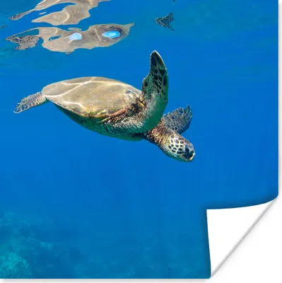 Produktbild von MuchoWow® Poster Schildkröte schwimmt im Meer 50x50 cm - Wohnzimmerdekoration