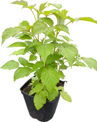 Produktbild von Himbeere `Schönemann´ - sommertragend - 40-60cm im Topf