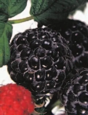 Produktbild von Rubus idaeus Black Jewel  -  schwarze Himbeere Black Jewel