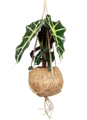 Obrázok produktu pre Kokodama Alocasia amazonica Polly (L)