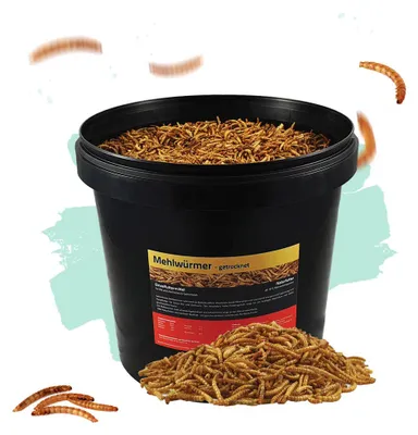 Produktbild von Mehlwürmer 10 Liter | Futter für Koi, Vögel, Igel, Hühner, Hamster etc. | proteinreich und lecker | Im wieder verschließbaren Eimer | beste Qualität