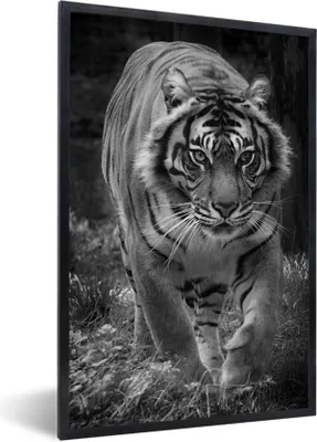 Produktbild von MuchoWow® Gerahmtes Poster Tiger - Gras - Wilde Tiere 60x90 cm - Poster mit Schwarzem Bilderrahmen Wandposter Rahmen Foto Bilder - Kunst