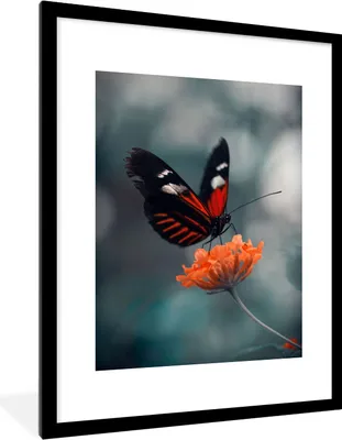 Produktbild von MuchoWow® Gerahmtes Poster Schmetterling - Blume - Insekt 60x80 cm - Poster mit Schwarzem Bilderrahmen Wandposter Rahmen Foto Bilder - Wohnzimmer - Dekorationen - Prämie