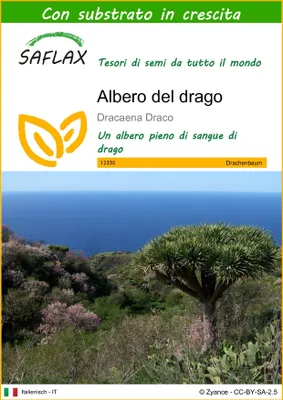 Immagine prodotto di SAFLAX  - Albero del drago - 5 semi - Con substrato - Dracaena