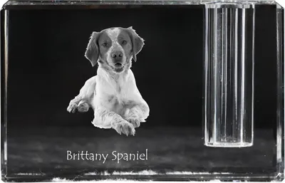 Produktbild von Bretonischer Spaniel, Bretonischer Vorstehhund, Brittany - Stifthalter, Kristallorganizer mit Hundefoto, einzigartige Schreibtischdekoration der Marke Art-Dog