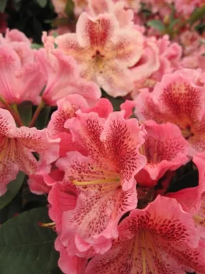 Produktbild von Rhododendron hybr. 'Djingestan' - Großblumige Rhododendron 'Djingestan' 20-30