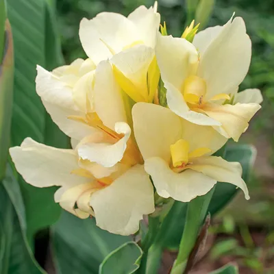Immagine prodotto di Canna Kanna Paciorecznik Puck 1 pezzo di piantina di canna
