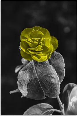 Produktbild von MuchoWow® Poster Blumen - Rose - Gelb - Schwarz - Weiß 60x90 cm - Wanddekoration